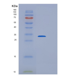 Recombinant E.coli hchA Protein