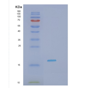 Recombinant Human HDDC3 Protein