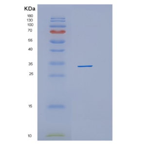 Recombinant Human HHEX Protein,Recombinant Human HHEX Protein