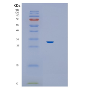 Recombinant E.coli Hif-1a (530-826 aa) Human Protein,Recombinant E.coli Hif-1a (530-826 aa) Human Protein