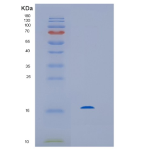 Recombinant Streptomyces avidiniiHis-Streptavidin Protein