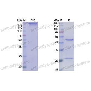 Anti-HRSV F/Fusion glycoprotein F0 Antibody (Am14) (RVV02801)