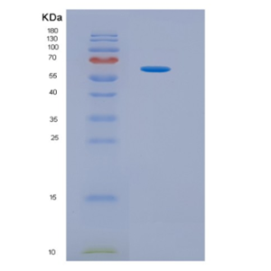 Recombinant Human HPSE Protein,Recombinant Human HPSE Protein