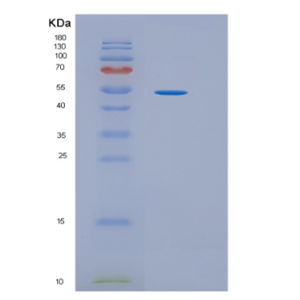 Recombinant Human HPX Protein