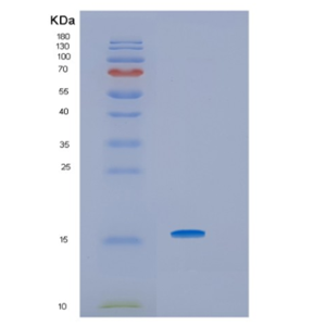 Recombinant Human HRSP12 Protein