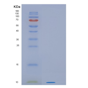 Recombinant Human HSBP1L1 Protein