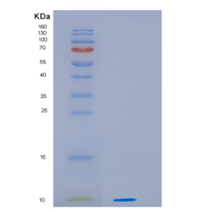 Recombinant Human HSP10 Protein