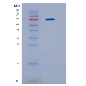 Recombinant Human HSP70B Protein