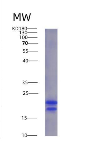 Recombinant Vascular Endothelial Growth Factor A (VEGFA),Recombinant Vascular Endothelial Growth Factor A (VEGFA)