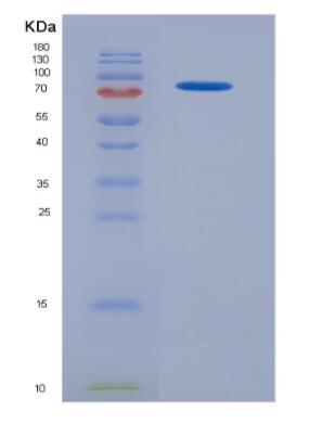 Recombinant Colony Stimulating Factor 1, Macrophage (MCSF),Recombinant Colony Stimulating Factor 1, Macrophage (MCSF)