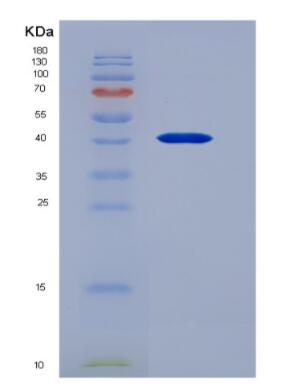 Recombinant mouse Noggin protein,Recombinant mouse Noggin protein