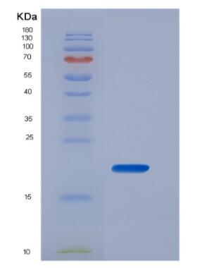 Recombinant Pig Tumor Necrosis Factor Alpha (TNFa) protein,Recombinant Pig Tumor Necrosis Factor Alpha (TNFa) protein