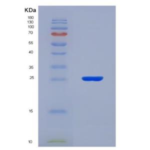 Recombinant Bovine Xanthine Dehydrogenase (XDH)