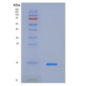 Recombinant Human Interleukin-5 (IL5) Protein