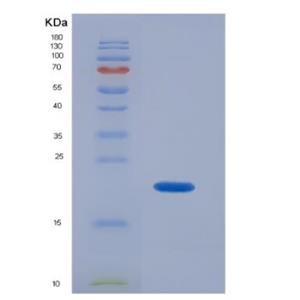 Recombinant Mouse Interleukin-10/IL-10 Protein