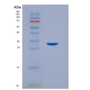 Recombinant Human Collagen Type VII (COL7)