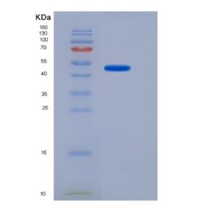 Recombinant Human Ubiquitin Specific Peptidase 7 (USP7) Protein
