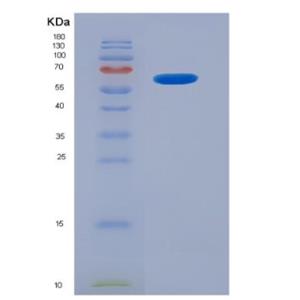 Recombinant Kallikrein 6 (KLK6)