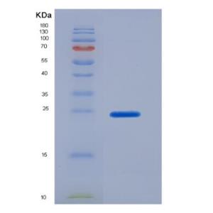 Recombinant Secreted Phosphoprotein 2 (SPP2)