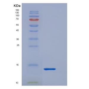 Recombinant S100 Calcium Binding Protein A8 (S100A8)