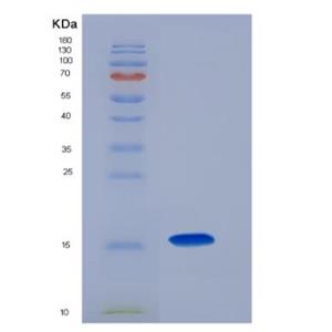 Recombinant mouse CCL28/MEC protein