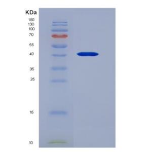 Recombinant mouse Noggin protein