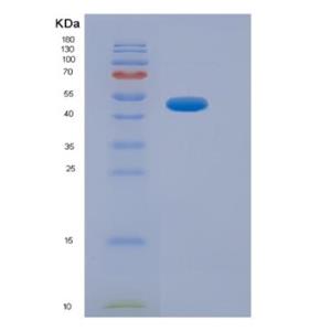 Recombinant Human Nuclear Factor, Erythroid Derived 2 Like Protein 2 (NFE2L2)