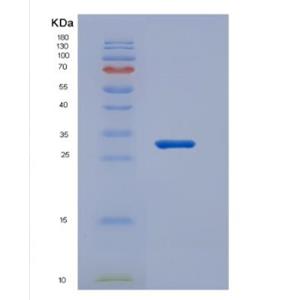 Human Tumor necrosis factor receptor superfamily member 17 Protein