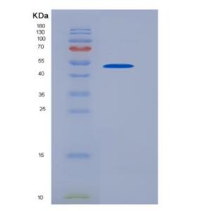 Recombinant Human CD83 protein