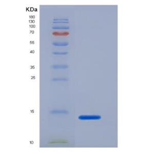 Recombinant mouse GCP2 protein