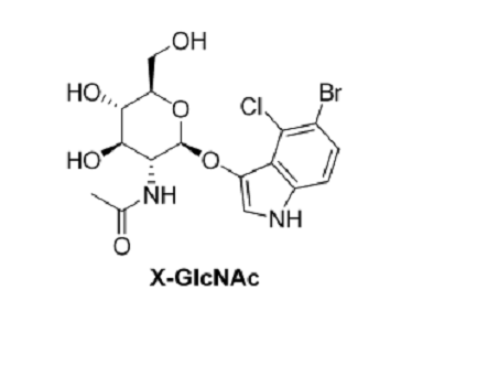 5-溴-4-氯-3-吲哚基-N-乙酰-β-D-氨基葡萄糖苷,5-Bromo-4-chloro-3-indolyl-N-acetyl-β-D-glucosaminide  X-β-D-GlcNAc