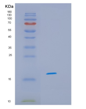 Recombinant Human HSPB11 Protein,Recombinant Human HSPB11 Protein