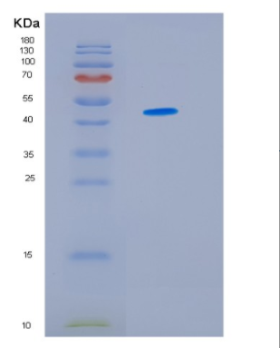 Recombinant Human IDH1 Protein,Recombinant Human IDH1 Protein