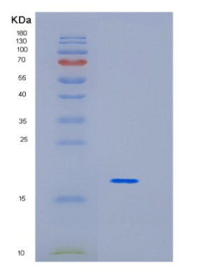 Recombinant Human ID1 Protein,Recombinant Human ID1 Protein