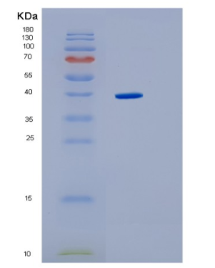 Recombinant E.coli IdhA Protein,Recombinant E.coli IdhA Protein