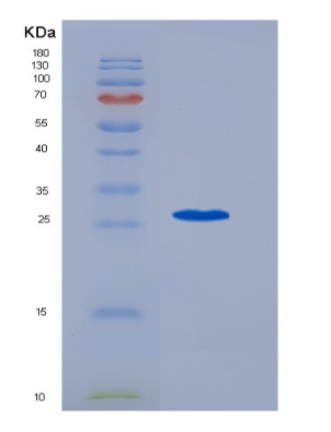 Recombinant Interleukin 6 (IL6),Recombinant Interleukin 6 (IL6)