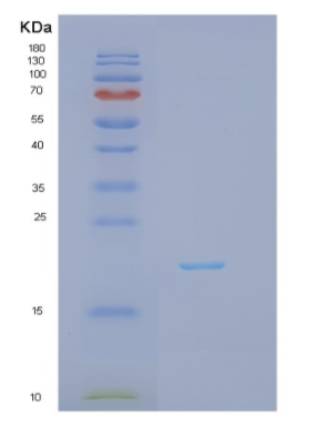 Recombinant FelineIFNG Protein,Recombinant FelineIFNG Protein