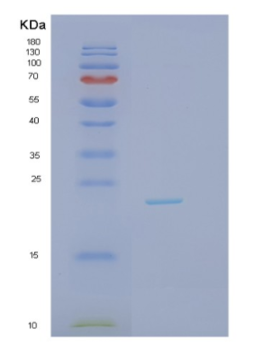 Recombinant Interleukin 1 Alpha (IL1a),Recombinant Interleukin 1 Alpha (IL1a)