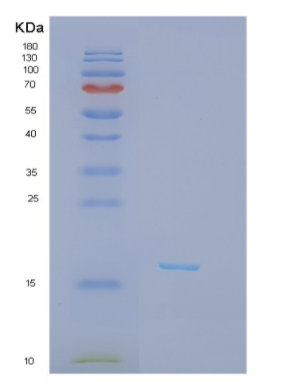 Recombinant Canine IFNG Protein,Recombinant Canine IFNG Protein