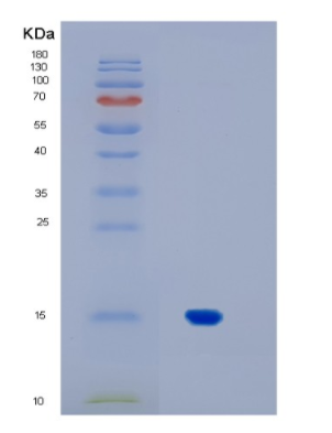 Recombinant Human IL17A Protein,Recombinant Human IL17A Protein