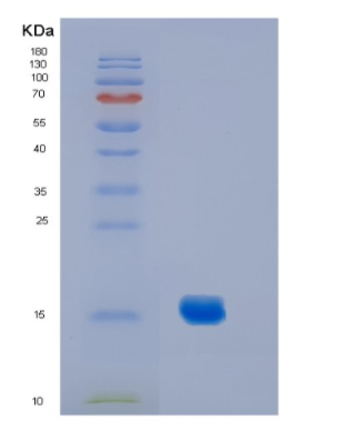 Recombinant Mouse Il2(C160S) Protein,Recombinant Mouse Il2(C160S) Protein