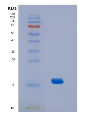 Recombinant CanineIL2 Protein,Recombinant CanineIL2 Protein