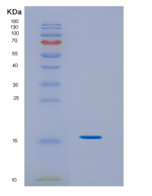 Recombinant Canine IL31 Protein,Recombinant Canine IL31 Protein