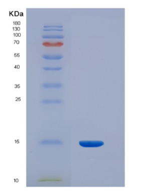 Recombinant Human INHBC Protein,Recombinant Human INHBC Protein