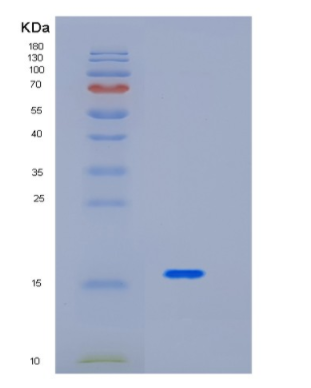 Recombinant Mouse Interleukin-17A Protein,Recombinant Mouse Interleukin-17A Protein