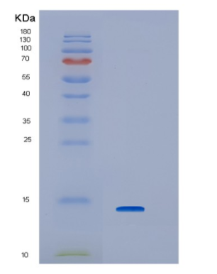 Recombinant Human Interferon regulatory factor-3 Protein,Recombinant Human Interferon regulatory factor-3 Protein