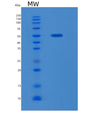 Recombinant Human KLF4 Protein,Recombinant Human KLF4 Protein