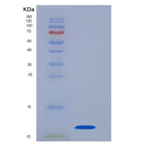 Recombinant Interleukin 8 (IL8)