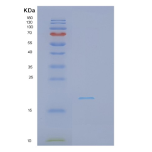 Recombinant Interferon Gamma (IFNg)