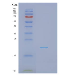 Recombinant FelineIFNG Protein,Recombinant FelineIFNG Protein